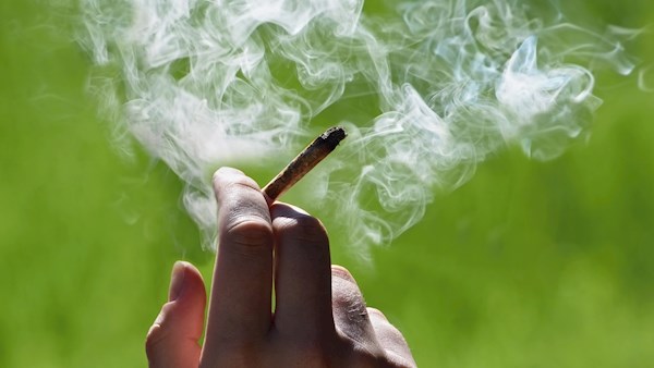 Cannabis Edibles Versus Cannabis Smoking