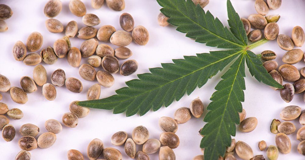 Use of Cannabis Seeds